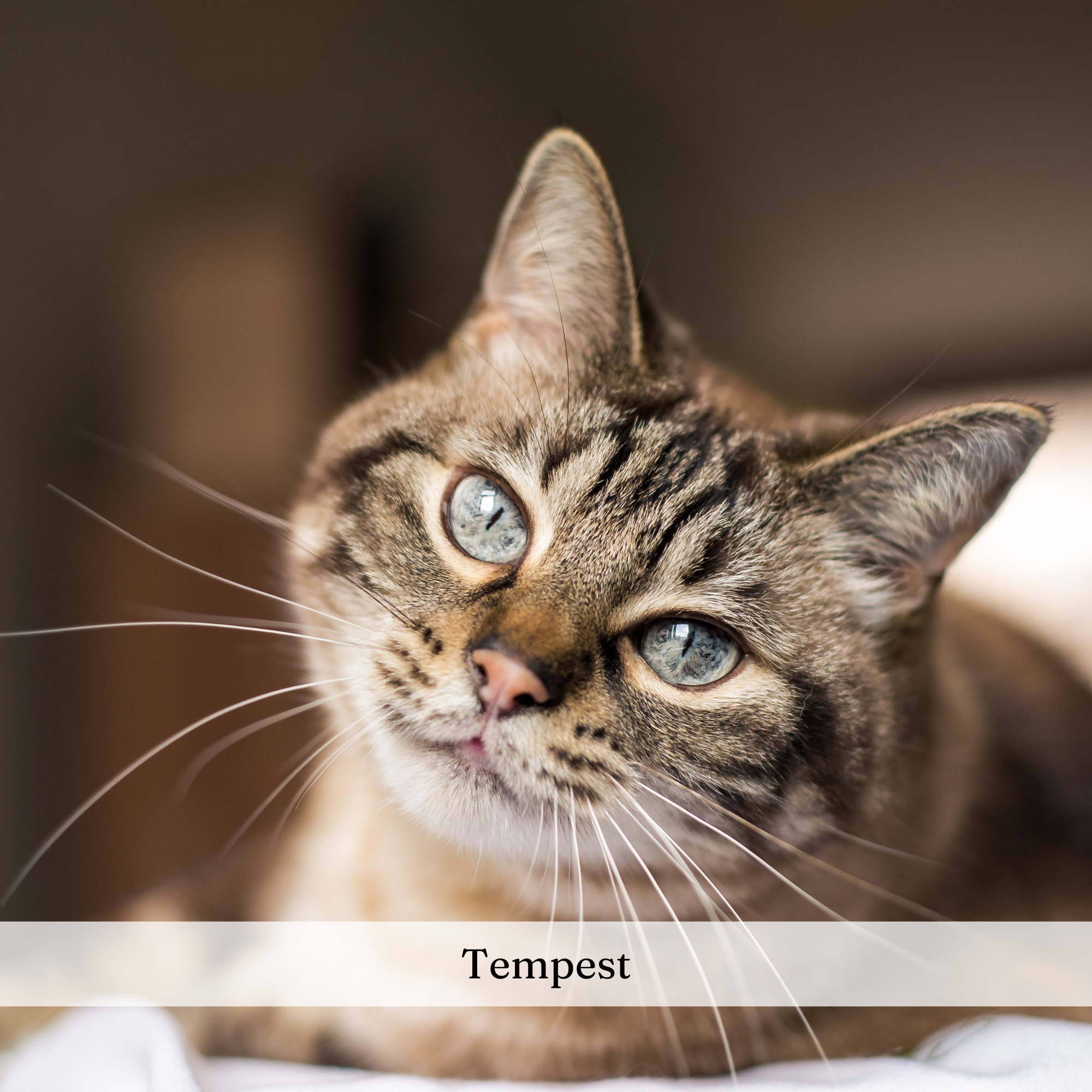 A cat in Southern Paws' care after a 30-minute visit